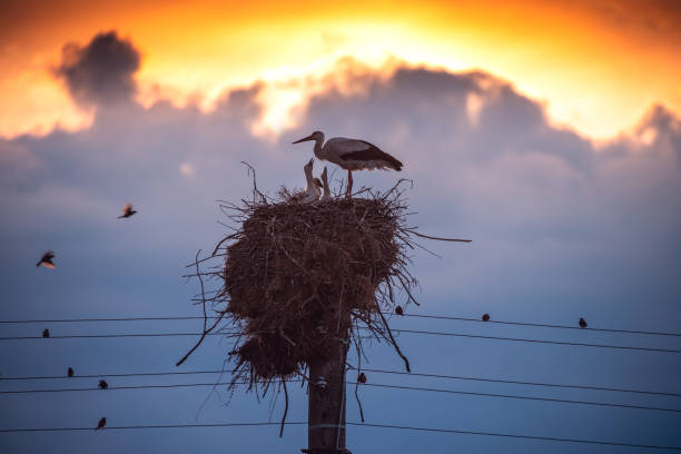 istock Storks feeding babies in a nest against sunset sky with clouds 1253886609