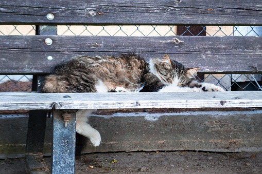 cat sleeping on a bench. Fluffy, striped, homeless cat lies on a bench, on the street.