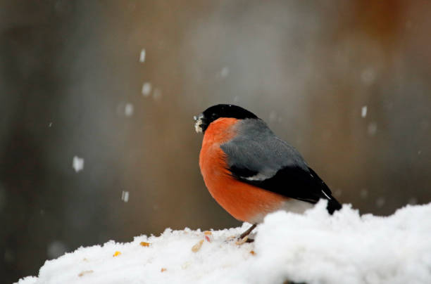 istock Bullfinch in the woods 1253888556