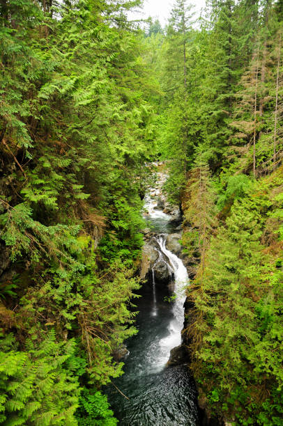 istock A very beautiful forest landscape in Canada 1253888916