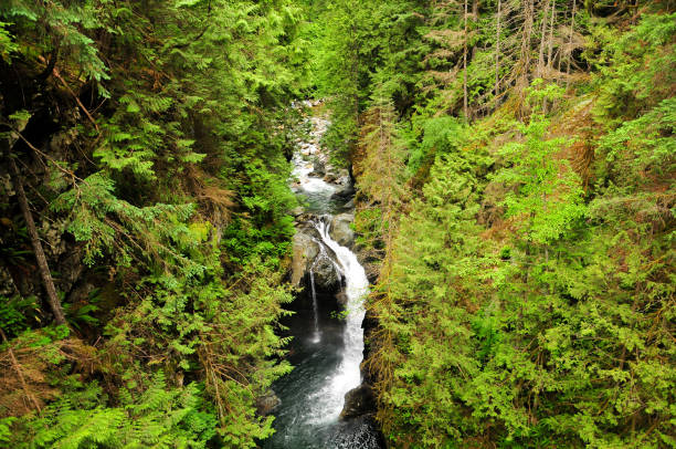 istock A very beautiful forest landscape in Canada 1253888924