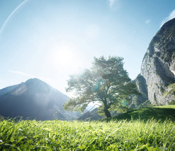istock Idyllic landscape in the Alps, tree, grass and mountains, Switzerland 1253888935
