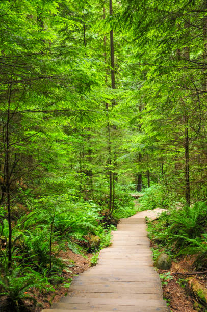 istock A very beautiful forest landscape in Canada 1253889114