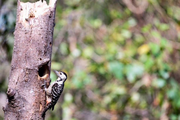 istock Freckle - breasted woodpecker 1253890310