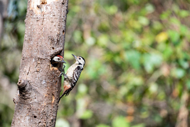 istock Freckle - breasted woodpecker 1253890325