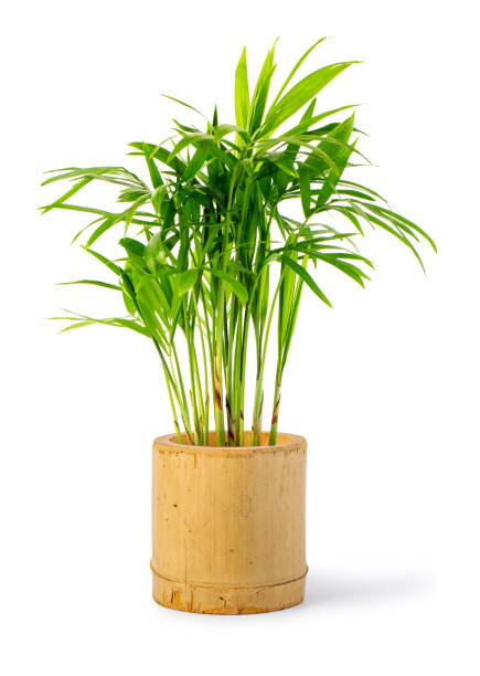 istock Decoration plant on bamboo pot 1253891066