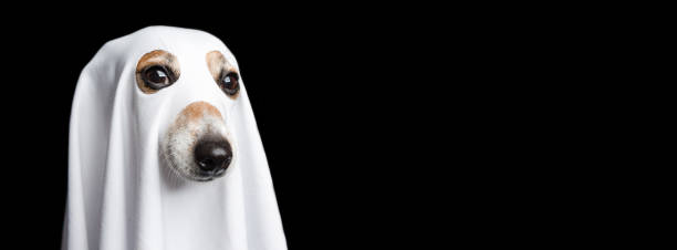 Halloween ghost portrait. Funny dog on black background. Halloween cute ghost portrait. Funny dog on black background in funny carnival costume made white sheet. Adorable pup muzzle close up. Small pet joke trick or treat evening. horizontal long banner trick or treat photos stock pictures, royalty-free photos & images