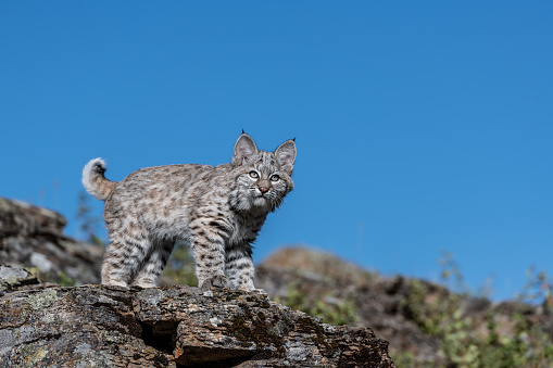 bobcat kitten on a ridge near den