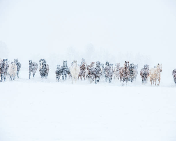istock horses in a snow storm 1253892220