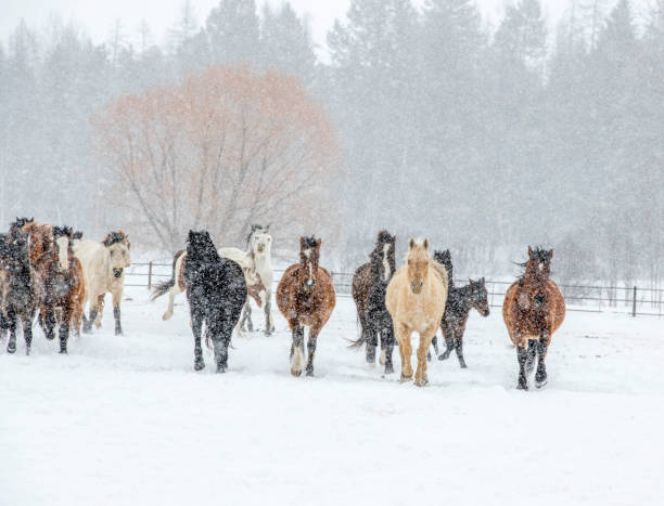 istock horses in the snow 1253892235