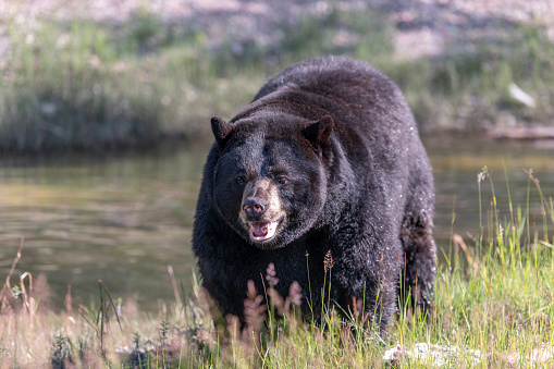 Black bear near a pond