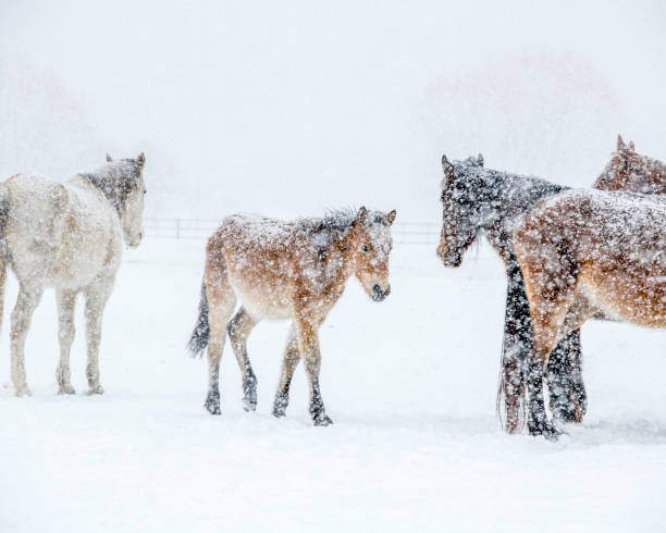 istock Colt in the snow 1253892253