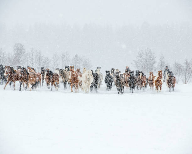 istock horses in the snow 1253892255