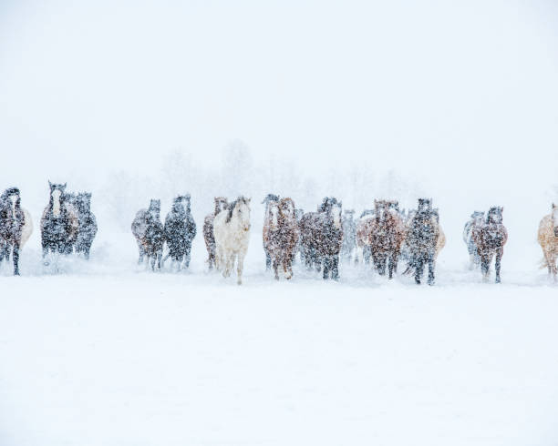 istock horses in the snow 1253892264