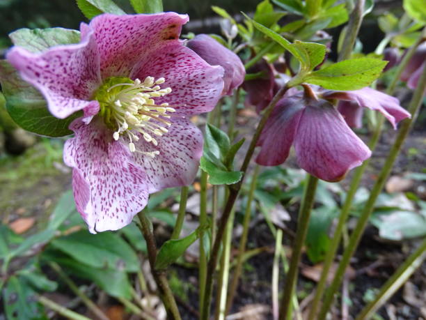 istock HELLEBORE. FLOWERS IN WINTER. DARK FOREST 1253892316