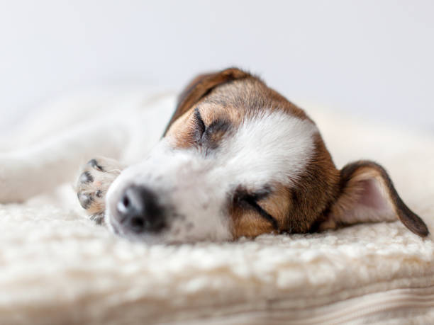 istock Sleeping puppy on dog bed 1253892449