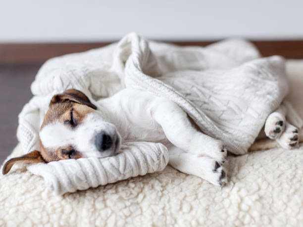 istock Sleeping puppy on dog bed 1253892450