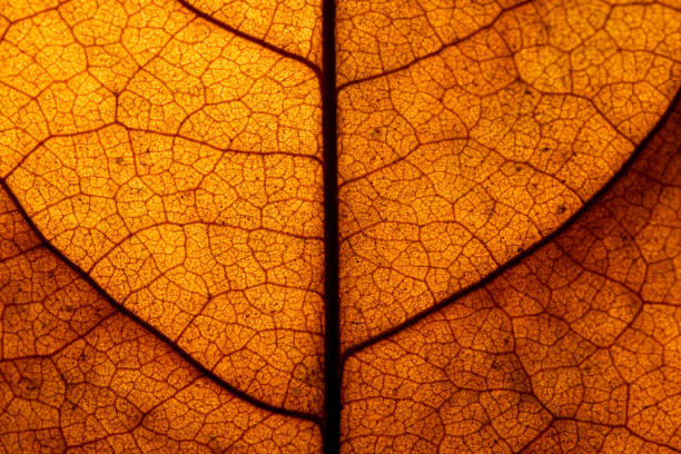 istock close up dry brown leaf of Bastard teak ( Butea monosperma ) 1253894350