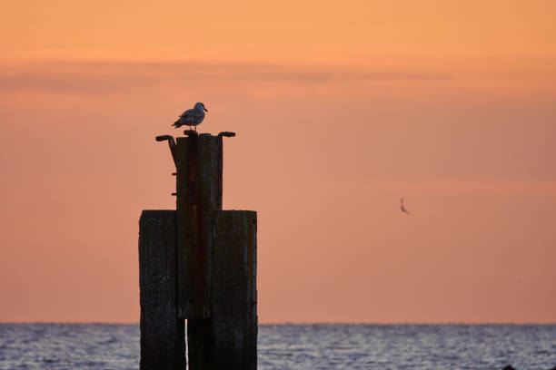 istock Seagull is sitting on a stake at sunset on the North Sea 1253895036