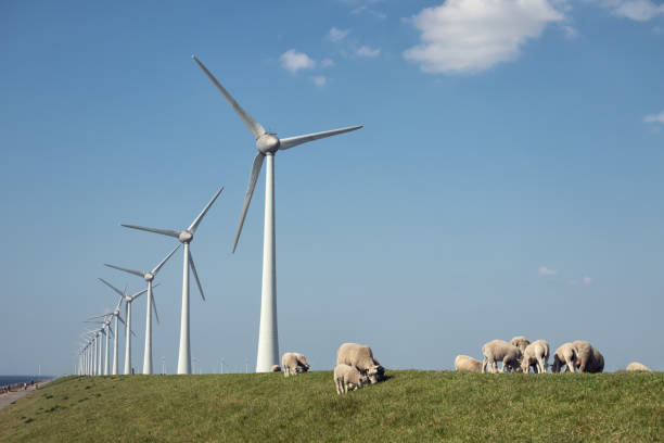 istock Dutch dike with sheep and wind turbines 1253895346