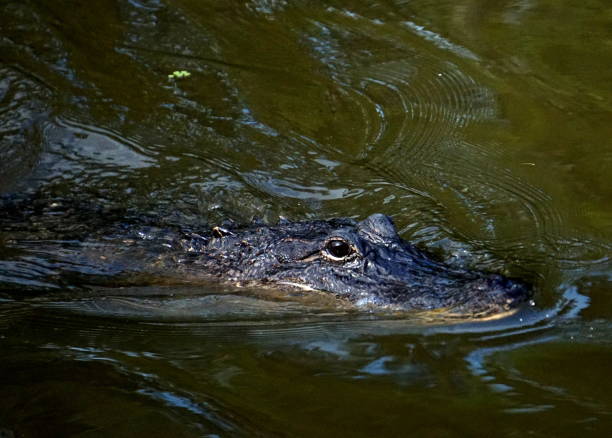 istock Alligator in bayou 1253895960