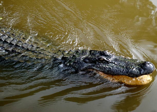 istock Alligator in bayou 1253895966