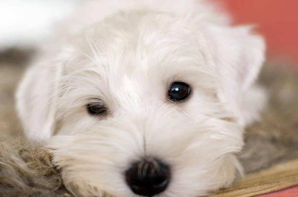 istock Muzzle, portrait of a puppy close-up. He is white, with a sly expression on his face. Horizontal photo with shallow depth of field 1253896805