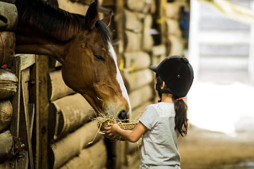 Little girl feeding a horse in a stable - Lifestyles