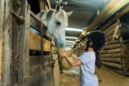 Latin american girl feeding a horse at a stable using a basket