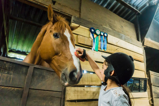 dulce chica cepillando un caballo en un establo - horse child animal feeding fotografías e imágenes de stock