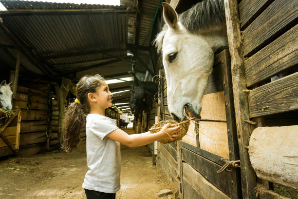 dulce niña alimentando a un caballo en una granja ecuestre - horse child animal feeding fotografías e imágenes de stock