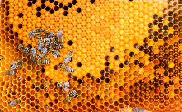 istock Honey grid with honeycomb close-up. Honeycomb grid with honey, selective focus 1253897608