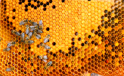 Honey grid with honeycomb close-up. Honeycomb grid with honey, selective focus