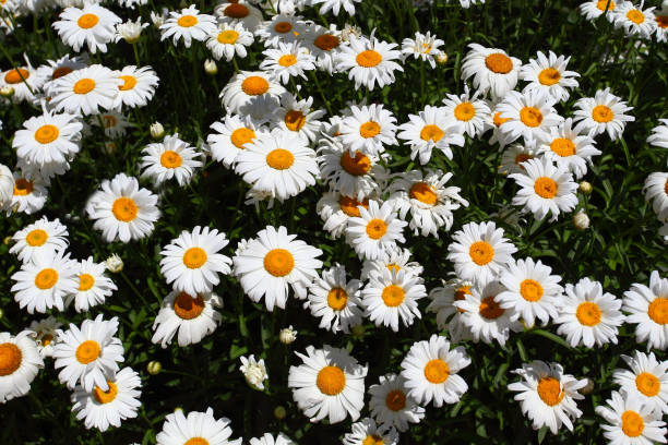 istock Chamomile flowers, many buds with white petals 1253898891