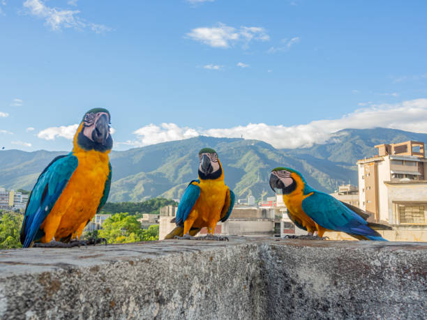 ... ok, now let's pose! The macaws have become a typical image of this convulsed and problematic city, but these beautiful birds allow us, these moments where we can pass the switch and relax with this beautiful image. Photos in Caracas, Venezuela. caracas stock pictures, royalty-free photos & images