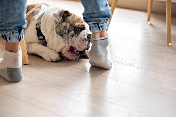 istock white colored bulldog breed dog 1253901803
