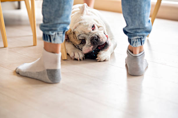 istock white colored bulldog breed dog 1253902394