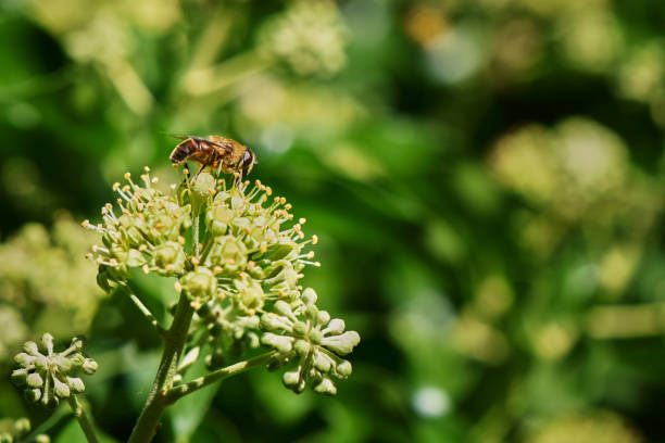 Close up from a hornet mimic hoverfly (Volucella zonaria) on ivy blossoms.