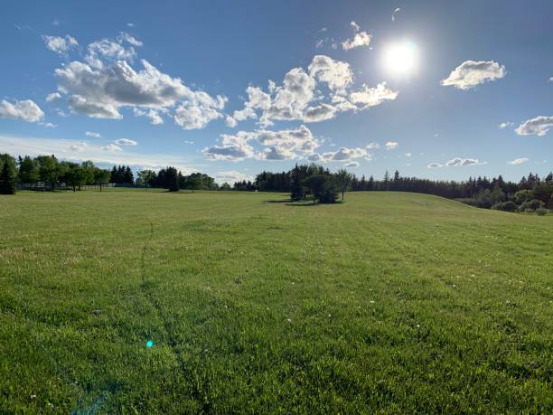 istock Nature of greenish grass clouds sky 1253905984