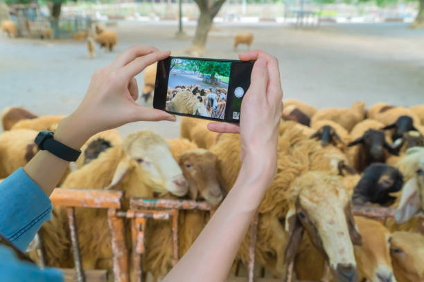 Tourist hands taking a photo by mobile smart phone of goats, lamb, or sheep in farm at zoo park in rural area. Wild mammal animal in nature in safari or pasture in travel on holiday concept. manos turísticas tomando una foto por teléfono móvil inteligente de cabras, corderos o ovejas en la granja en el parque zoológico en la zona rural. animal de mamífero salvaje en la naturaleza en safari o pastos en viaje en concepto de vacaciones.