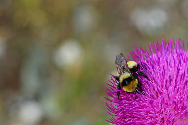 bumblebee on purple thistle. Blurred background, copy space