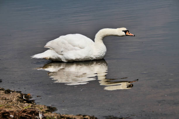 reflection in water of swimming beauty white swan on the lake