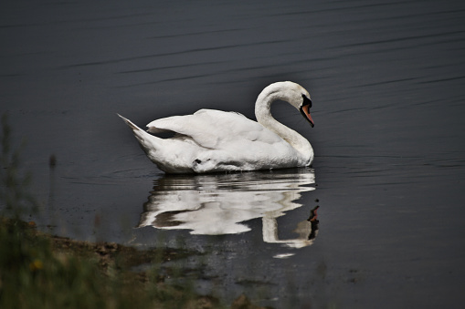 Reflection of a swan in Den Bosch
