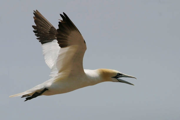 istock Flying Northern Gannet, Sula leucogaster 1253908216