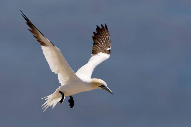 istock In flight Northern Gannet, Sula leucogaster 1253908371