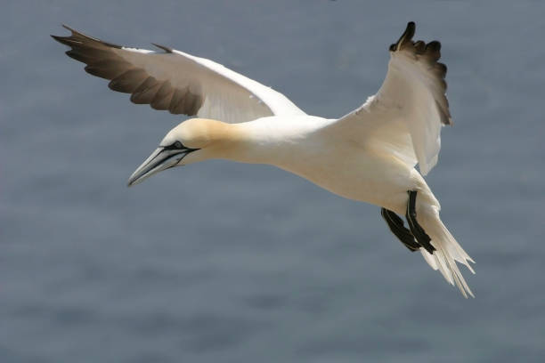 istock Northern Gannet, Sula leucogaster, close view in flight 1253908448