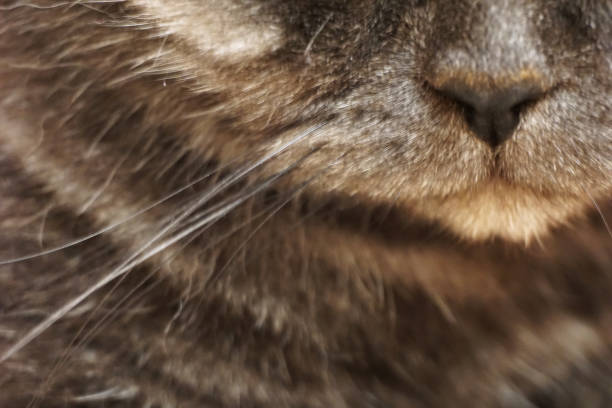 istock Beautiful and black cat nose macro. 1253908612