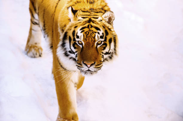 istock siberian tiger on snow 1253908702