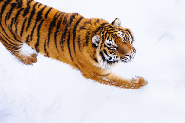 istock siberian tiger on snow 1253908704