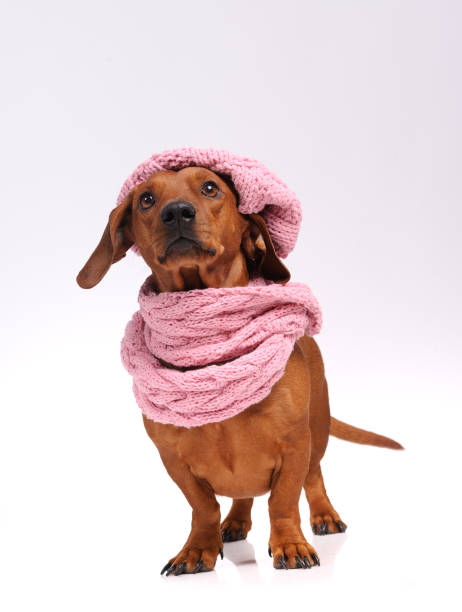 istock dachshund dog dressed into hat and scarf 1253908705